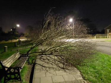 Trees Felled 